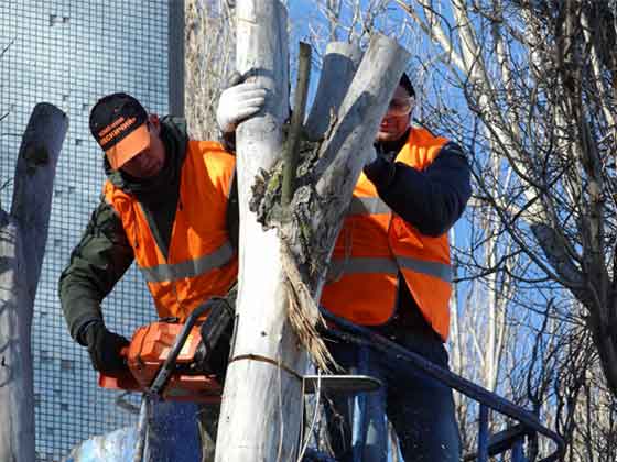 Abattage d'arbre